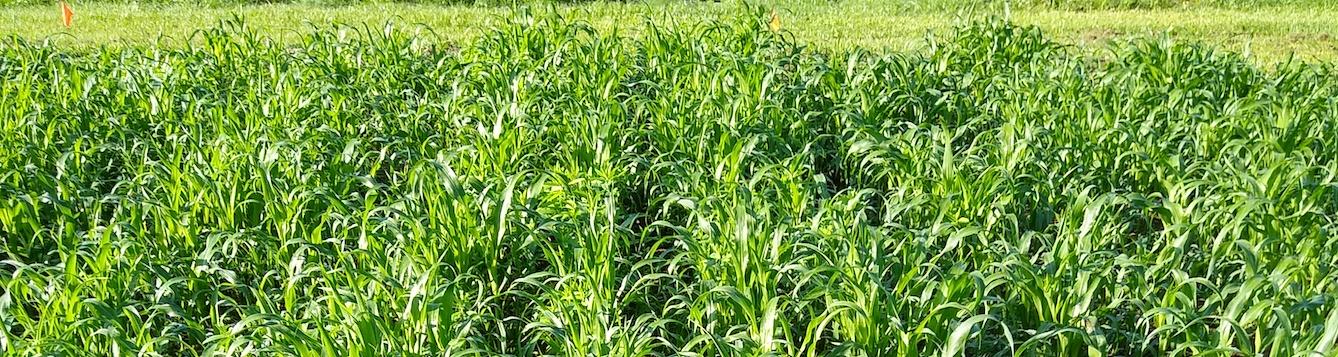 Researchers investigate summer cover crops in organic vegetable ...