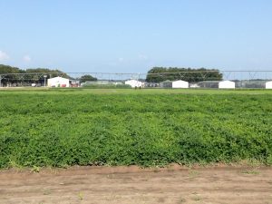 A field of peanut growing with ample potassium fertilizer.