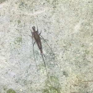 An image of the insect Archeognatha on a limestone rock.
