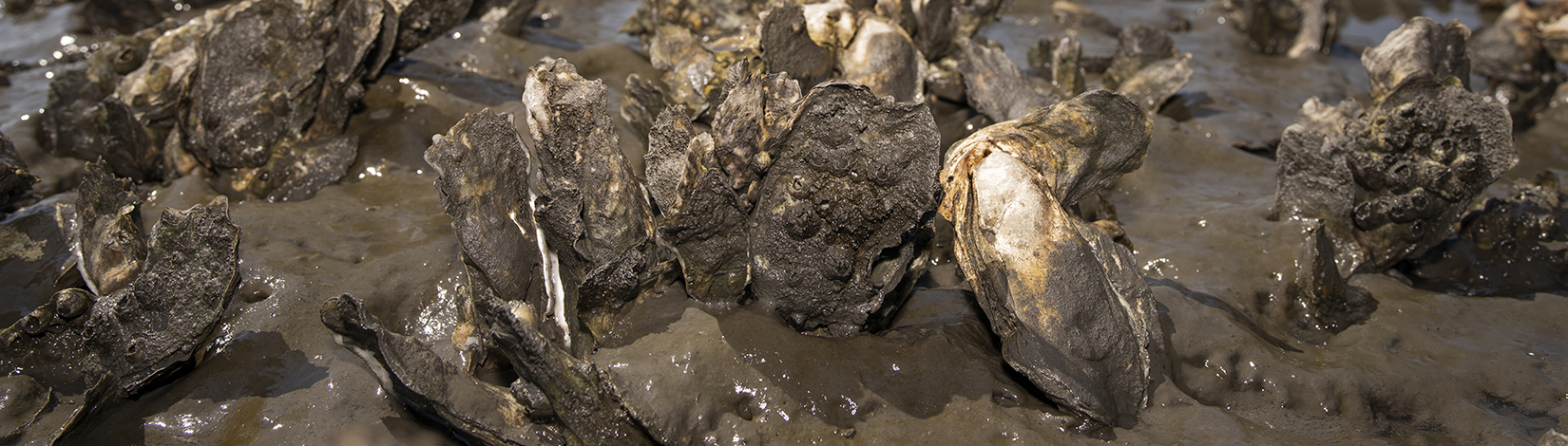 Oysters covered in mud at the Guana Tolomato Matanzas National Estuarine Research Reserve, or Guana Estuary.