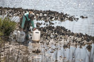 A woman standing on the banks of the Guana River at low tide bends over to pick up to large jugs of water.
