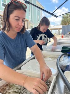 A college student separating seagrass at a mobile lab during her summer 2025 experience