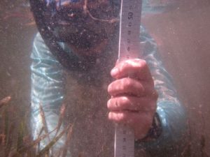 A college student measuring seagrass during her summer 2025 experience