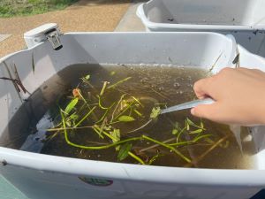 A close up image of a hand holding a small net that is being dipped into a bucket of pond water that has aquatic vegetation floating in it.