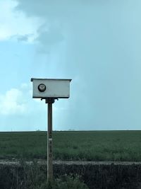 A barn owl sticks its head out of an owl box at the US Sugar sugarcane field.