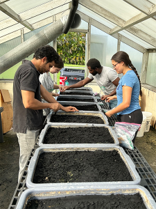 A group of students set up a greenhouse experiment by flooding trays of soil for a rice field study.