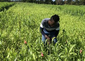 A man stands in a field of cover crops, taking a measurement in the sandy soil.