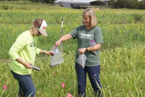 Two women stand in a field, collecting soil samples in large plastic bags.