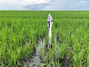 A monitoring device stands in a field of flooded rice.