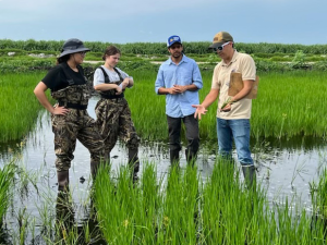 A scientist standing in a flooded rice field with three students.