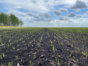 Small, green shoots emerge from the soil in a flooded rice crop rotation system.
