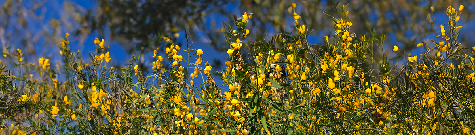 small yellow flowers bloom on sunn hemp in a field of sandy soil.