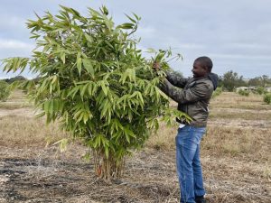 Davie Kadyampakeni inspects a bamboo plant in the field for nitrogen uptake.