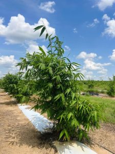 A bamboo plant growing in a field in central Florida stands about ten feet tall.