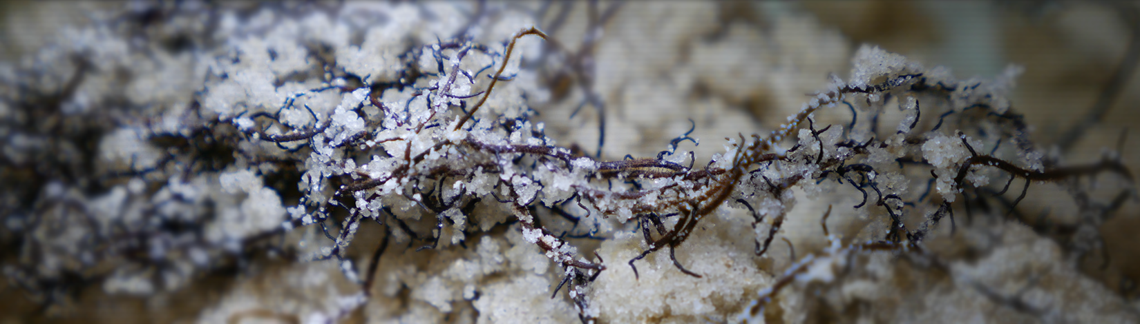 close up view of mycorrhizal fungi on plant roots in a sandy soil.