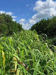 A row of cover crops growing in between two rows of citrus.