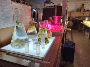 algae flasks for art and environmental science project.