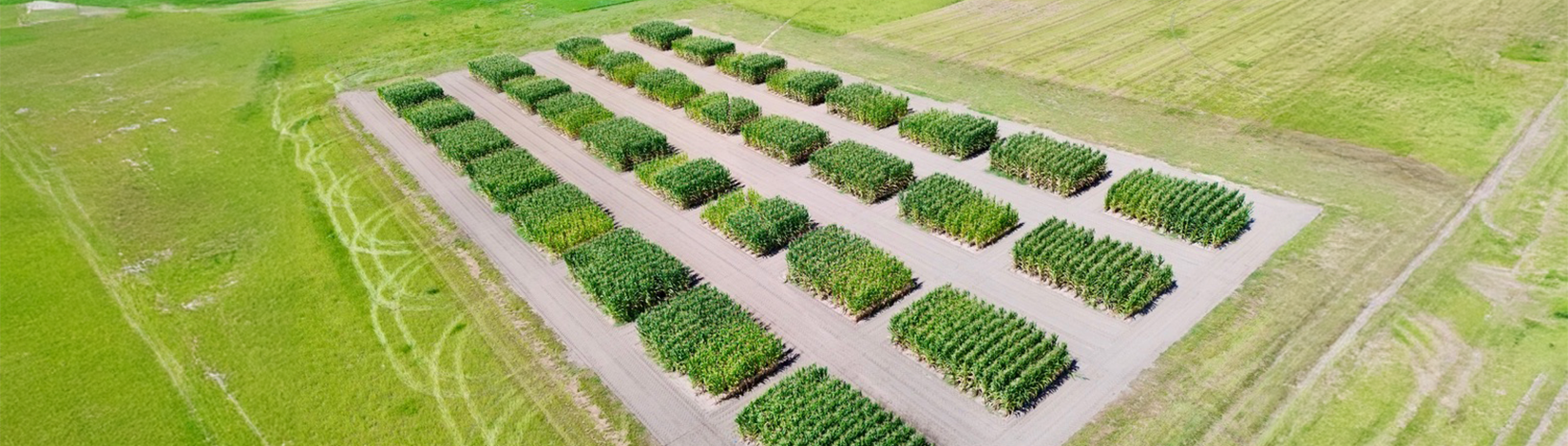 An aerial view of corn growing in 24 research plots after winter crops grew.
