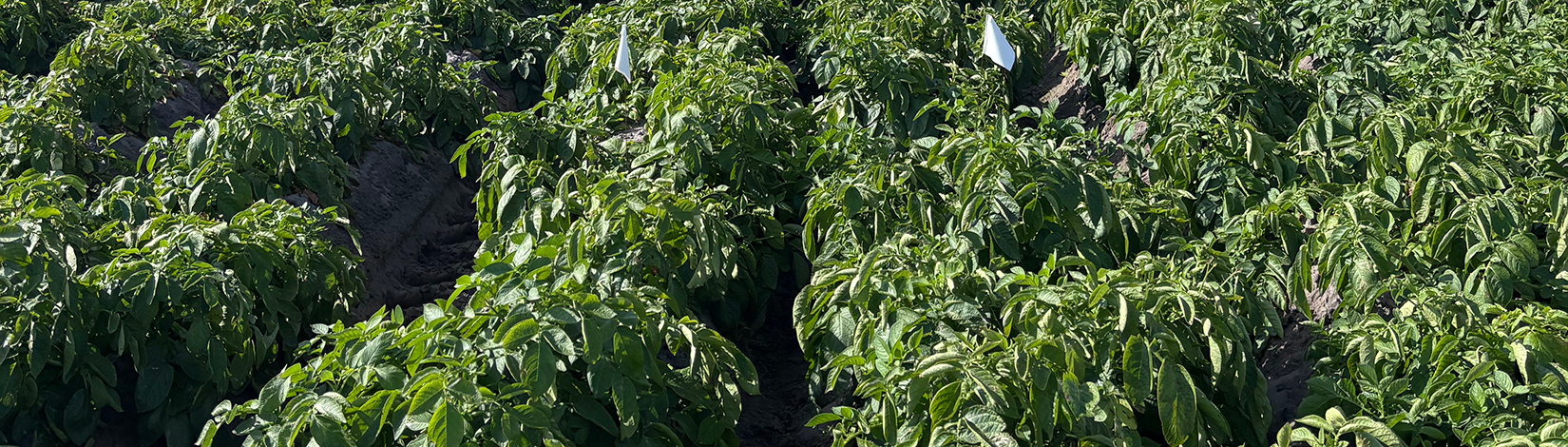 Phosphorus Management in Florida Must Be Soil-Specific