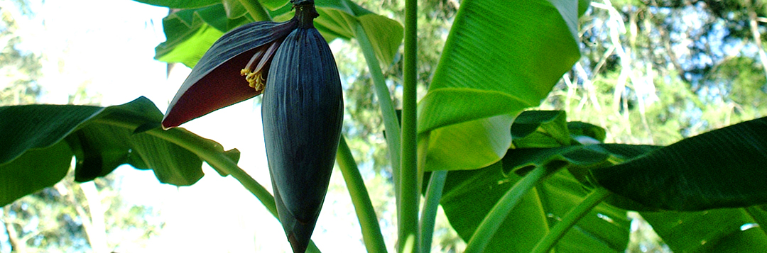 Banana tree.