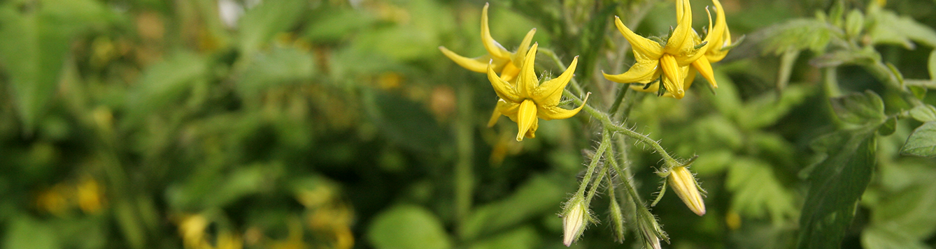 tomato flowers on vine