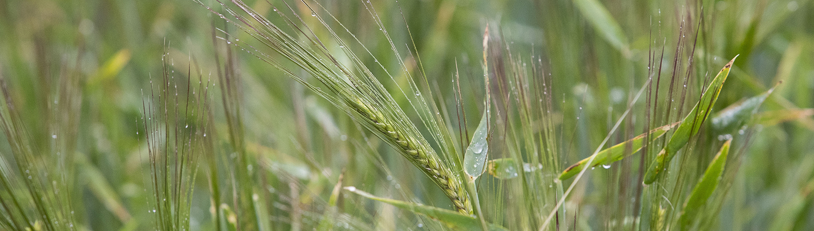 Barley, which is part of a double-cropping system, growing in a field.