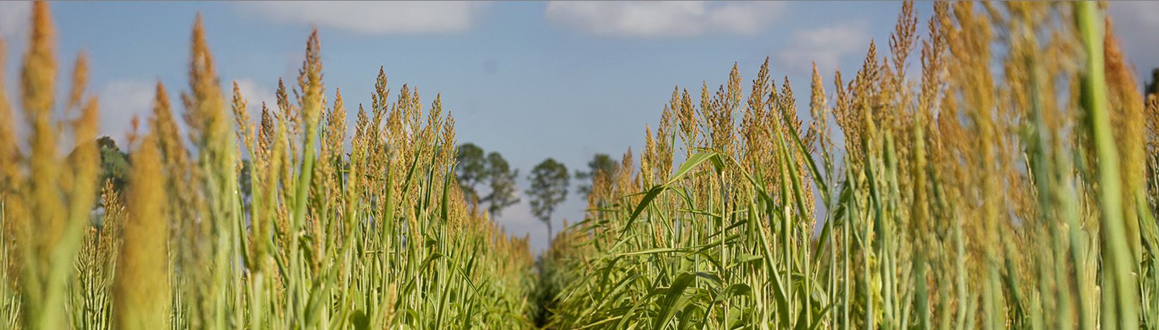 A view looking down two rows of mature sorghum growing in a field in Hastings, FL.