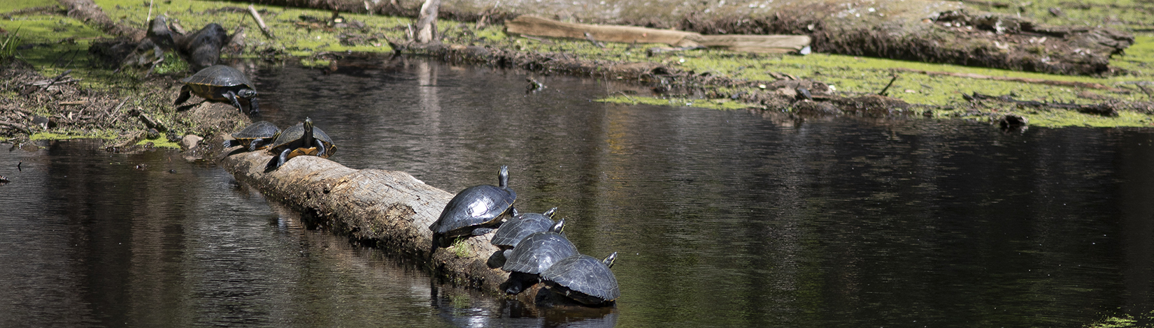 Turtles sunning on a log on the Santa Fe River.