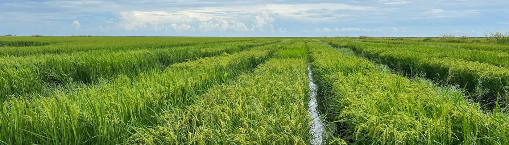 A field of a flooded rice crop rotation after a sugarcane harvest.