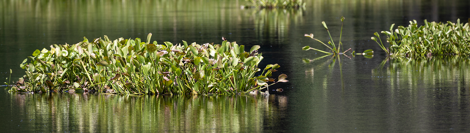 Aquatic plants at the La Chua Trail at Paynes Prairie.