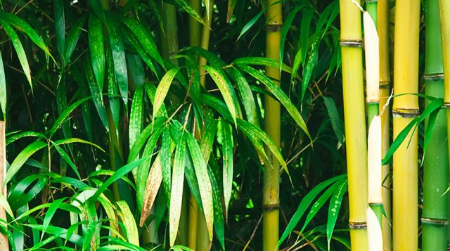 A close up image of bamboo plants with nitrogen fertilizer.