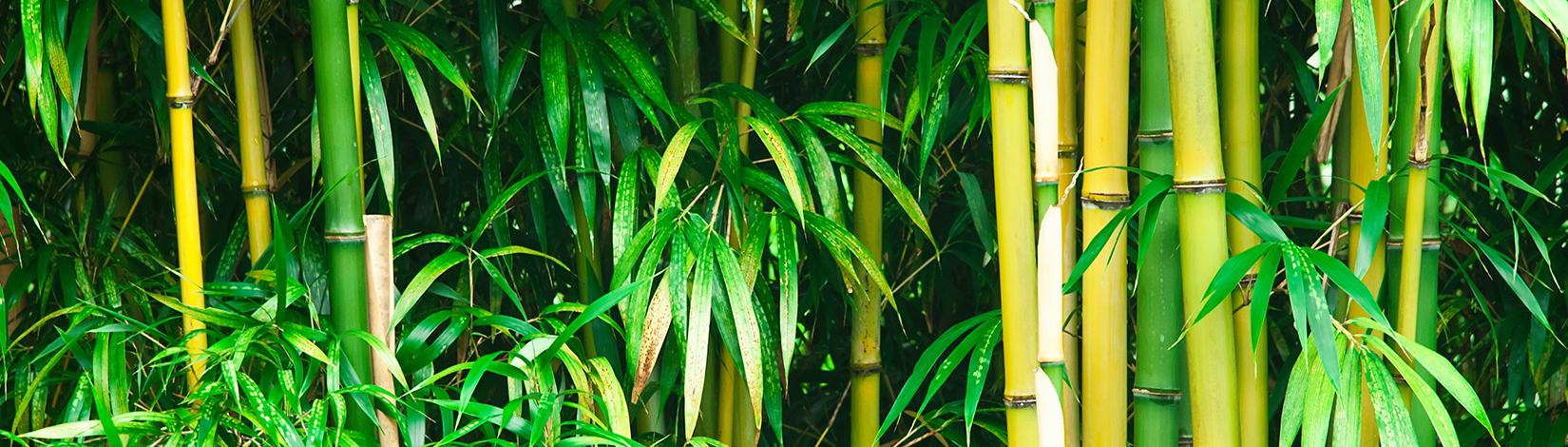 A close up image of bamboo plants with nitrogen fertilizer.