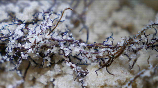 close up view of mycorrhizal fungi on plant roots in a sandy soil.