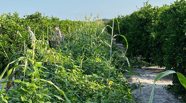 A row of cover crops grows in between two rows of citrus trees.