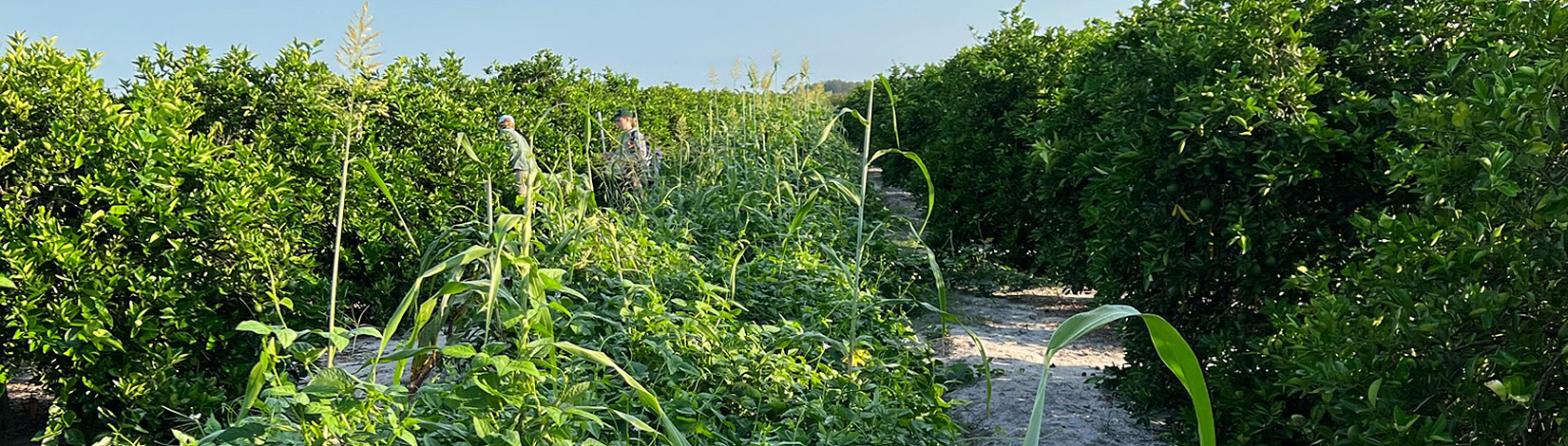 A row of cover crops grows in between two rows of citrus trees.