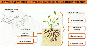 Plant Biostimulants: Know the Facts - UF/IFAS Extension Taylor County