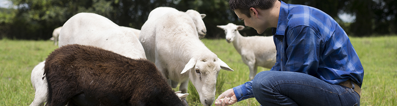 Twenty-Six 4-Hers Prepare For The 2018 North Florida Livestock Show ...