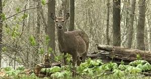 a deer standing in the woods 