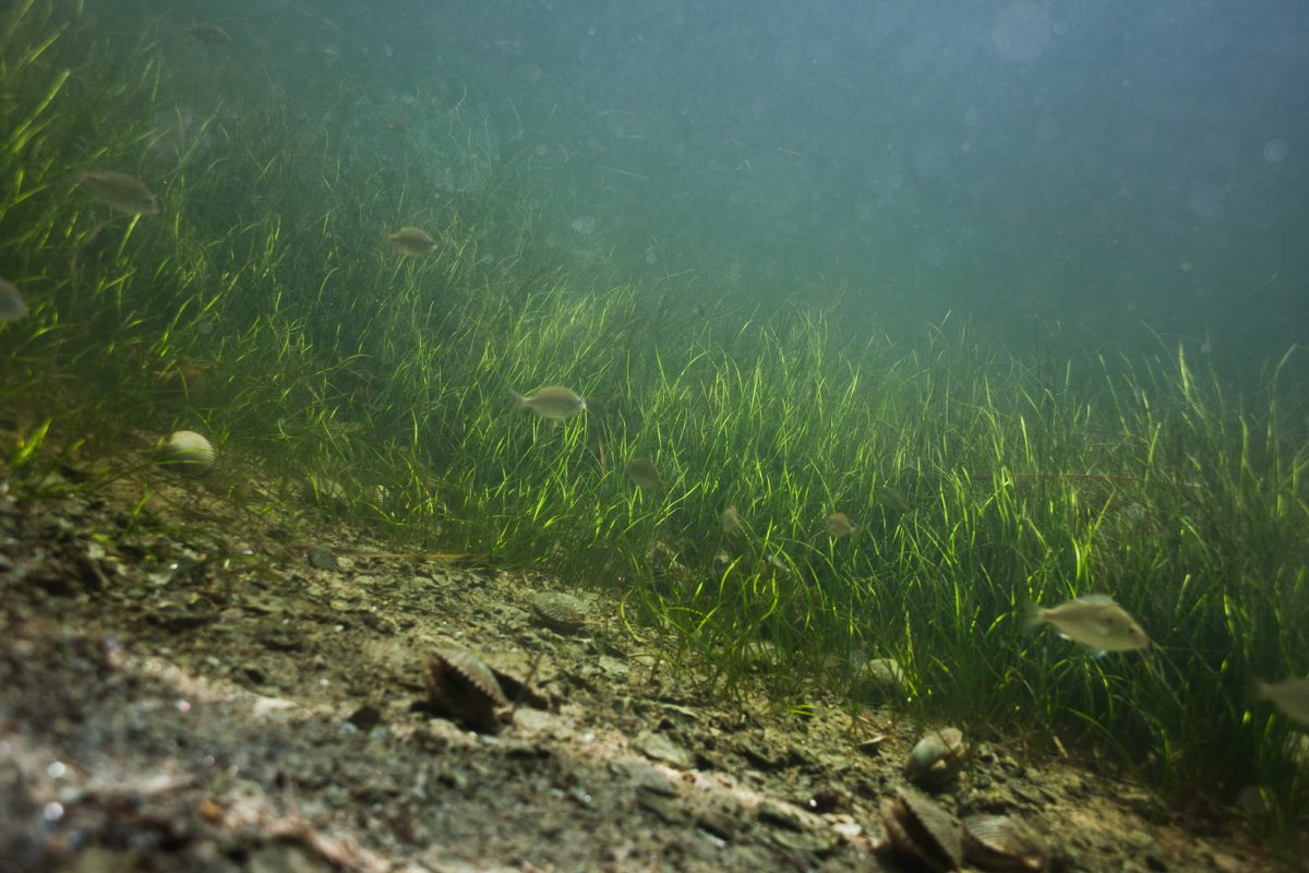 Ready for Scallop Season? Take Your Marks, Get Set, GO!!! - UF/IFAS ...