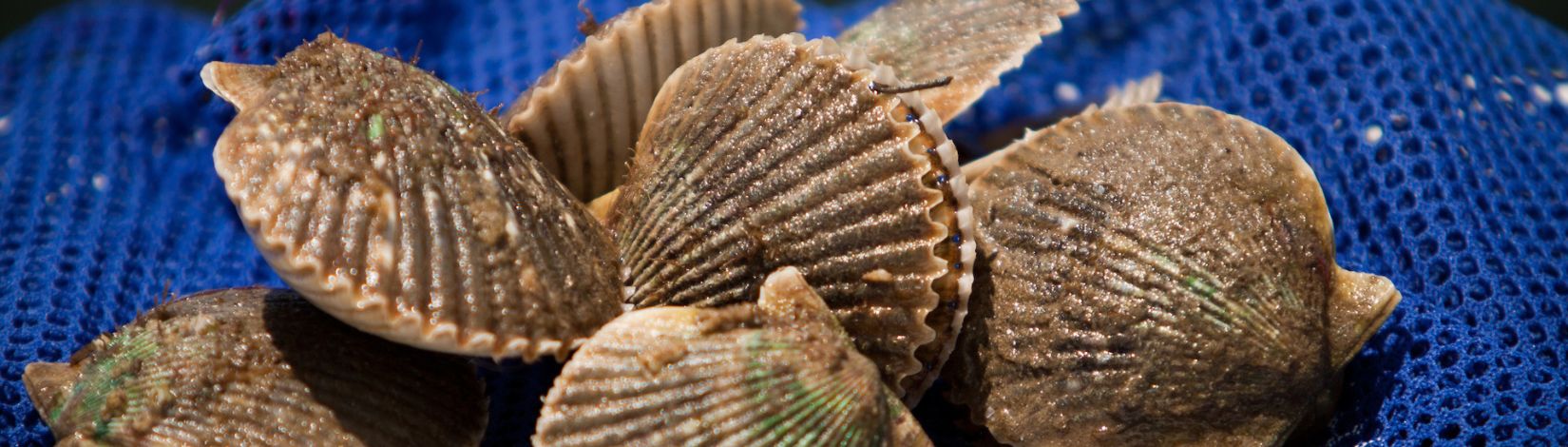 Fresh caught scallop.