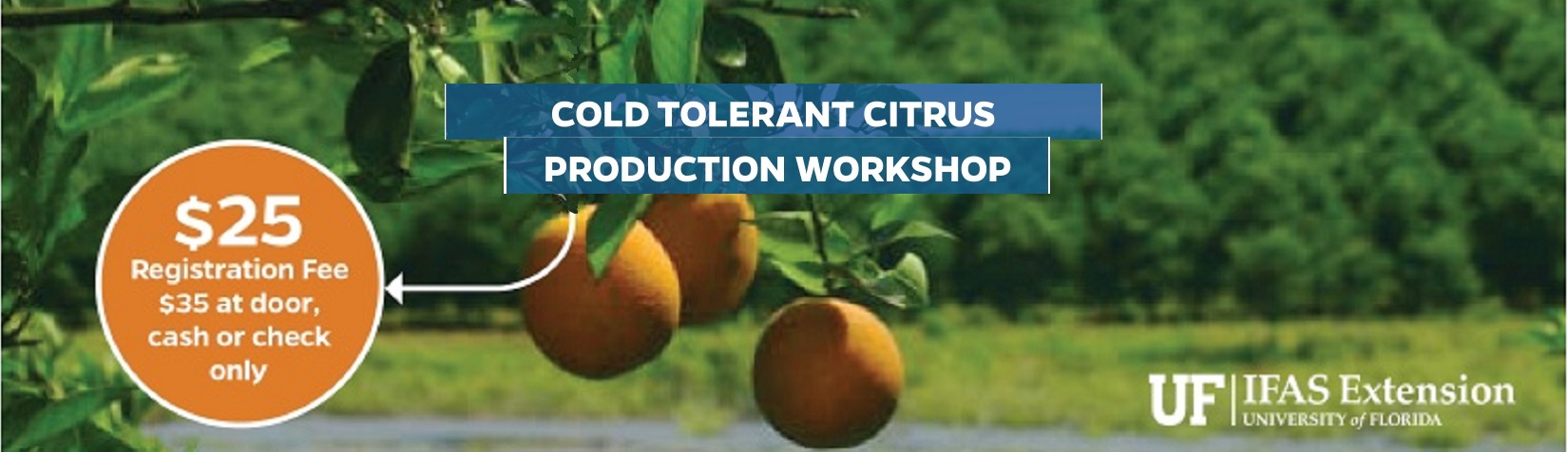 cold tolerant citrus production workshop written in from of 3 orange fruits on a tree.