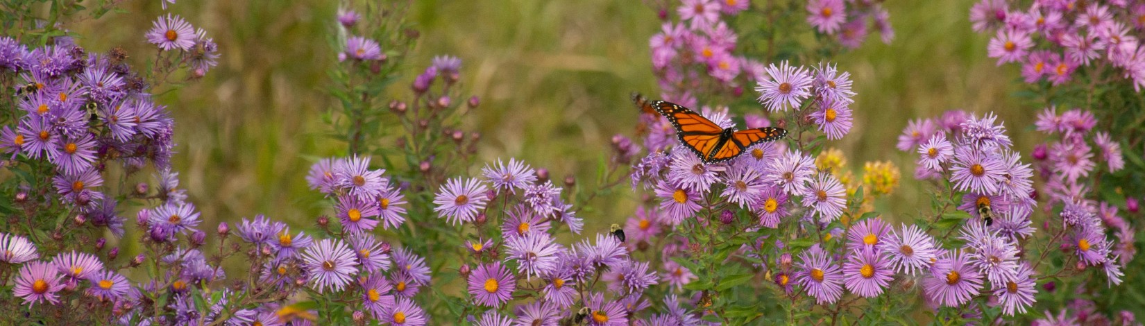 Butterfly on Asters