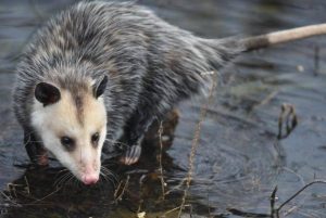 Opossum in woods 