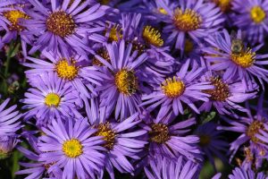 Stokes Aster