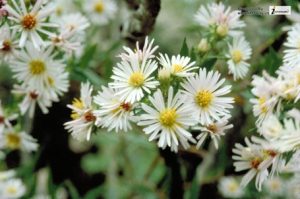 White Aster 