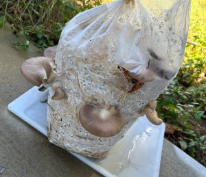 Mushrooms growing in a bag