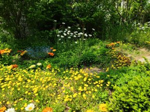 flowers in garden bed