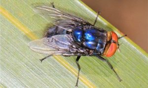 Screwworm fly on a leaf