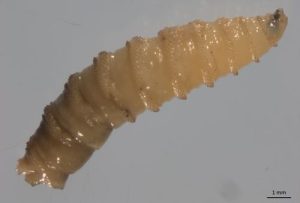 Larvae of the screwworm fly