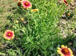 Blanket Flower 